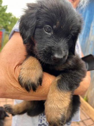 Aus unserm Wurf vom 15. Mai 2022 sind noch 3 Rüden,