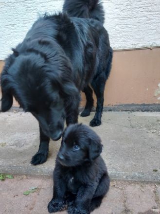 Aus unserm Wurf vom 15. Mai 2022 sind noch 3 Rüden,