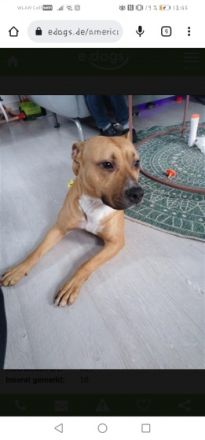 Honey, Hallo, wir haben einen sehr lieben American