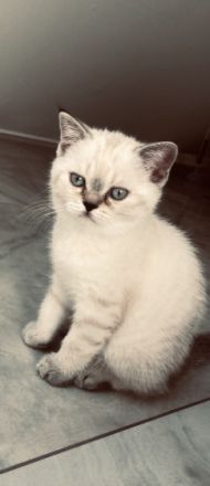 Hallo liebe Katzenfreunde Unsere Sky-Rose hat am 21.03