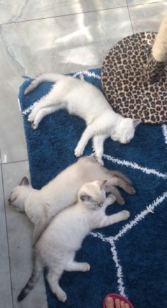 Hallo liebe Katzenfreunde Unsere Sky-Rose hat am 21.03