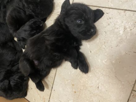 Zur abgabe stehen 9 Wunderschöne Labradoodle Welpen.