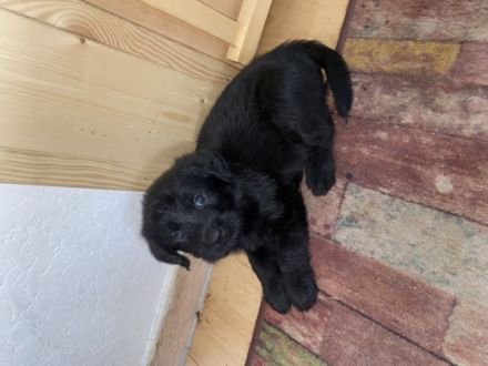 Zur abgabe stehen 9 Wunderschöne Labradoodle Welpen.
