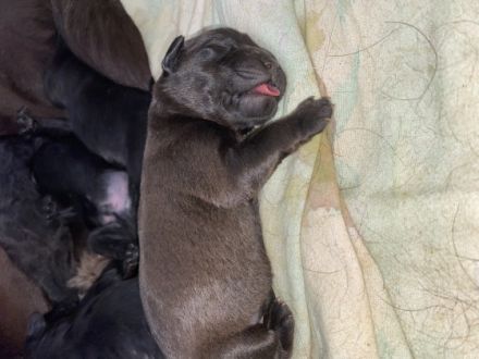 Zur abgabe stehen 9 Wunderschöne Labradoodle Welpen.