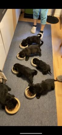 Zur abgabe stehen 9 Wunderschöne Labradoodle Welpen.