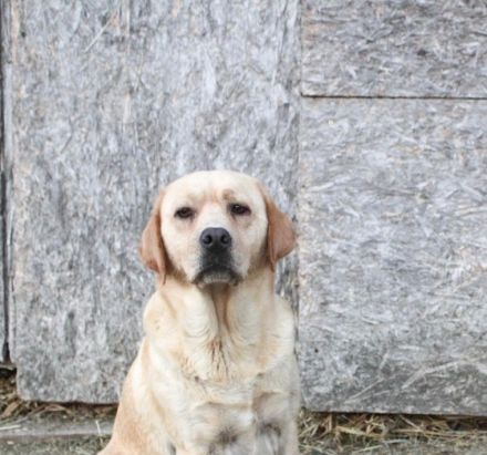 Wir haben noch einen reinrassigen Labrador Junghund