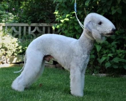 Unser letzter Wurf für das Jahr 2022 ist am 27.08.22