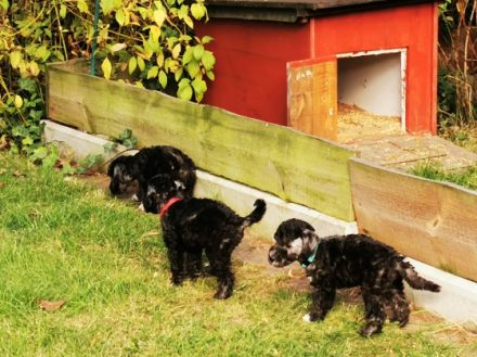 Unser letzter Wurf für das Jahr 2022 ist am 27.08.22