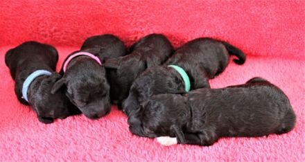 Unser letzter Wurf für das Jahr 2022 ist am 27.08.22