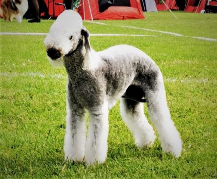 Unser letzter Wurf für das Jahr 2022 ist am 27.08.22