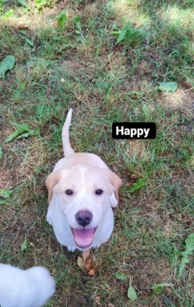 Unsere 8 wunderschönen Labrador/Labrador Mischlinge