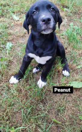 Unsere 8 wunderschönen Labrador/Labrador Mischlinge