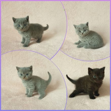 Hallo liebe Katzenfreunde, unsere wunderschöne,