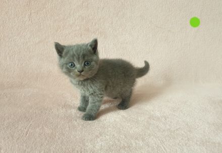 Hallo liebe Katzenfreunde, unsere wunderschöne,