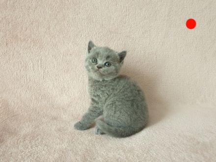 Hallo liebe Katzenfreunde, unsere wunderschöne,