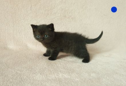 Hallo liebe Katzenfreunde, unsere wunderschöne,