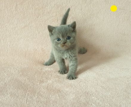 Hallo liebe Katzenfreunde, unsere wunderschöne,