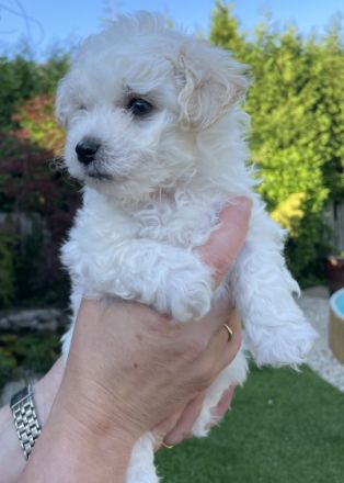 Krásný kluk. Boloňský psík s FCI průkazem původu hledá