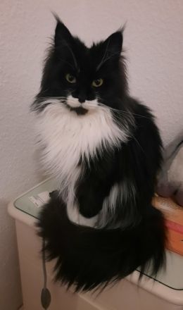 Lieselotte, Leider muss ich mich von meiner Maine Coon