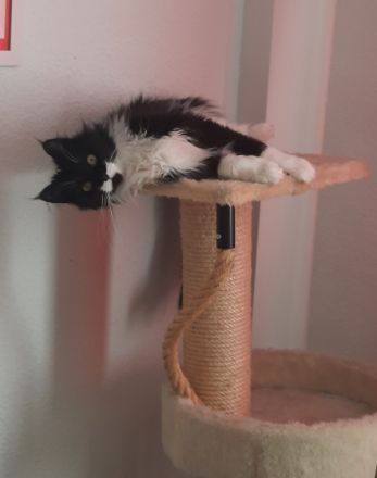 Lieselotte, Leider muss ich mich von meiner Maine Coon