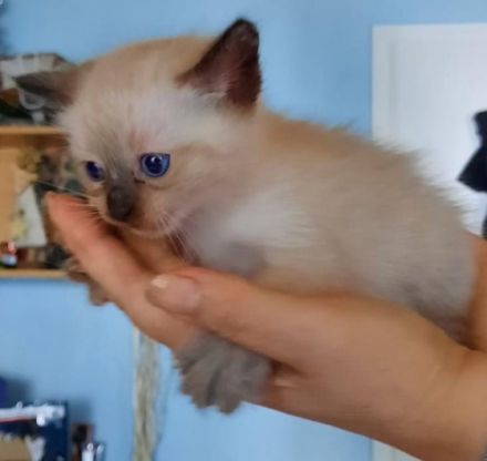 Verkaufe vier wunderschönen Kitten. Vater ist Siam