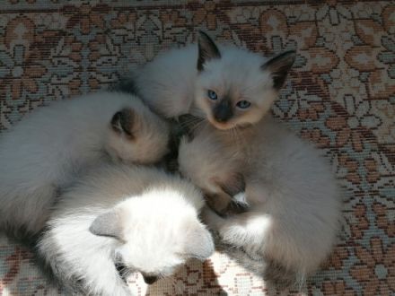 Verkaufe vier wunderschönen Kitten. Vater ist Siam