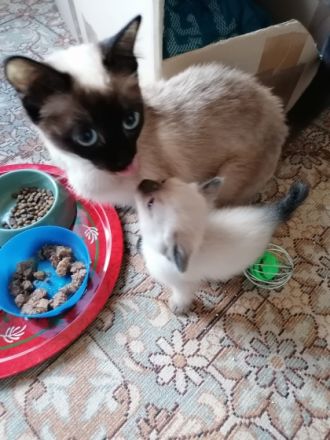 Verkaufe vier wunderschönen Kitten. Vater ist Siam