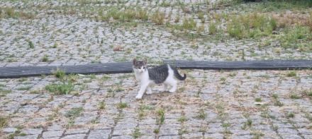 Die jungkitten suchen noch dringend ein neues Zuhause!