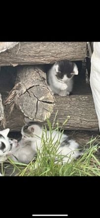 Die jungkitten suchen noch dringend ein neues Zuhause!