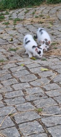 Die jungkitten suchen noch dringend ein neues Zuhause!