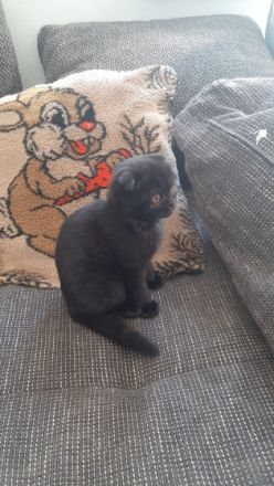 Knopka, Unser Britisch Kitten ist am 05.02.2022 zur