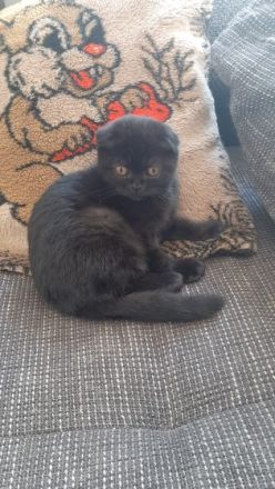 Knopka, Unser Britisch Kitten ist am 05.02.2022 zur