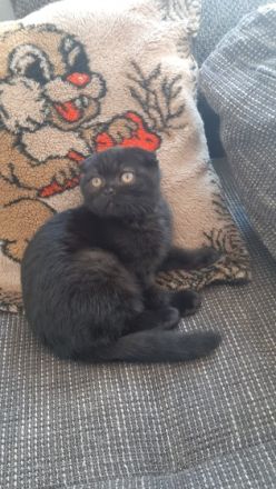 Knopka, Unser Britisch Kitten ist am 05.02.2022 zur