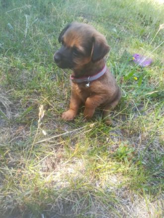 Kleine flauschige Mischliswelpen suchen liebevolles