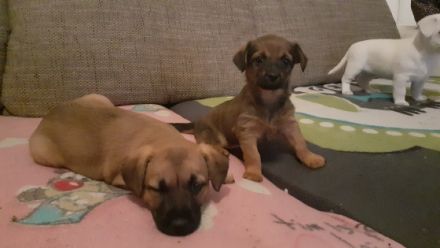 Kleine flauschige Mischliswelpen suchen liebevolles