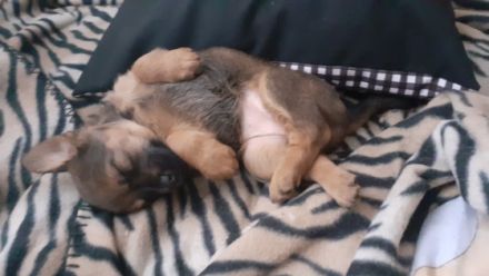 Kleine flauschige Mischliswelpen suchen liebevolles