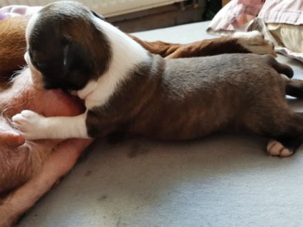 Verkaufe Boston Terrier Welpen ab 29.8.2022 sie werden