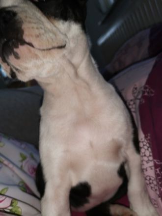 Verkaufe Boston Terrier Welpen ab 29.8.2022 sie werden