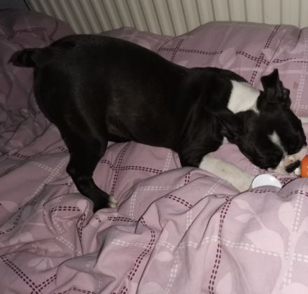 Verkaufe Boston Terrier Welpen ab 29.8.2022 sie werden
