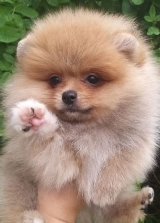 Wir suchen für unsere kleinen Welpen ein liebevolles