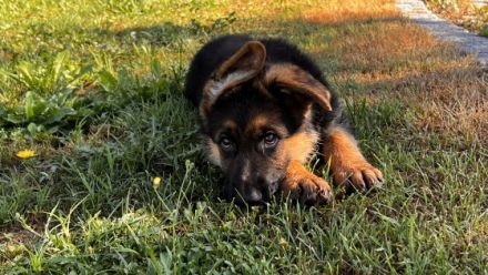 Unsere vielversprechende und sehr gut angelegte Welpen