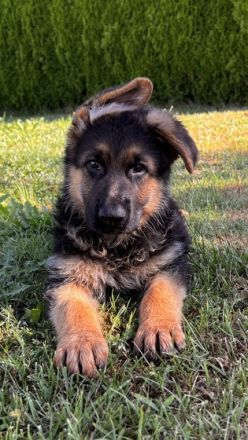 Unsere vielversprechende und sehr gut angelegte Welpen