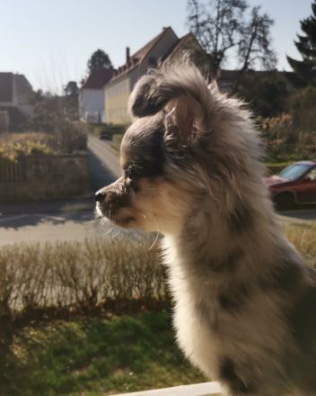 Leider Gottes müssen wir uns von unserem Chihuahua