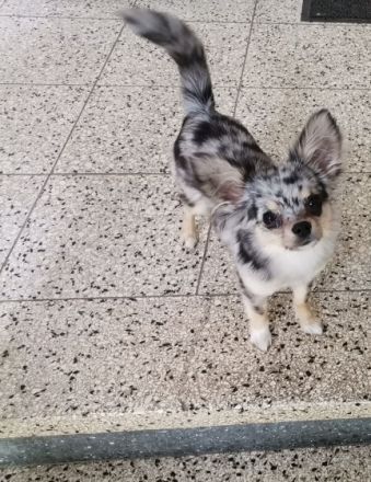 Leider Gottes müssen wir uns von unserem Chihuahua