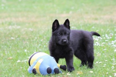 Die süße Schäferhündin und Ihr Bruder suchen noch ein