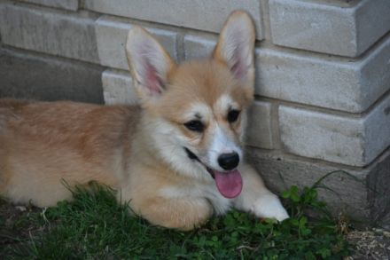 Wunderschöne Welpen Welsch Corgi Pembroke am 18.02.2022