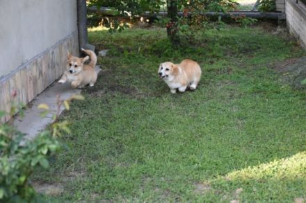 Wunderschöne Welpen Welsch Corgi Pembroke am 18.02.2022