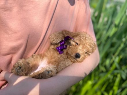 Liebe Pudel Liebhaber! Ich verkaufe ab sofort mein