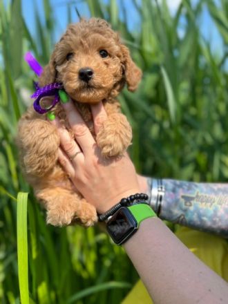 Liebe Pudel Liebhaber! Ich verkaufe ab sofort mein