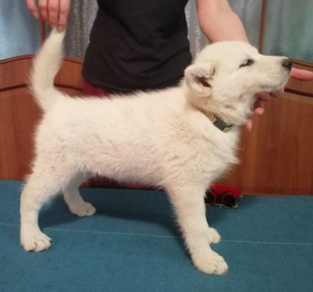 Verkaufe Alaskan Malamute Welpin Caro aus Polen